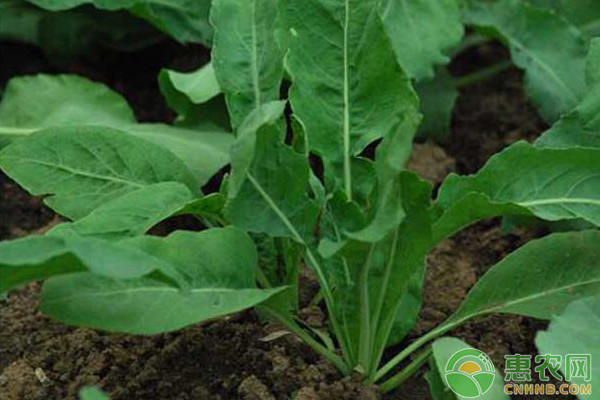板蘭根種植管理要點(diǎn)-圖片版權(quán)歸惠農(nóng)網(wǎng)所有