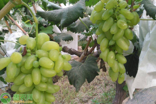 中国最贵的葡萄排行