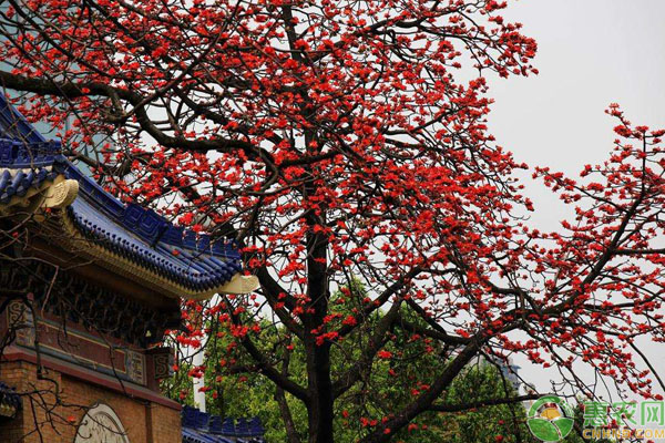 木棉花的花語及養(yǎng)護(hù)方法-圖片版權(quán)歸惠農(nóng)網(wǎng)所有