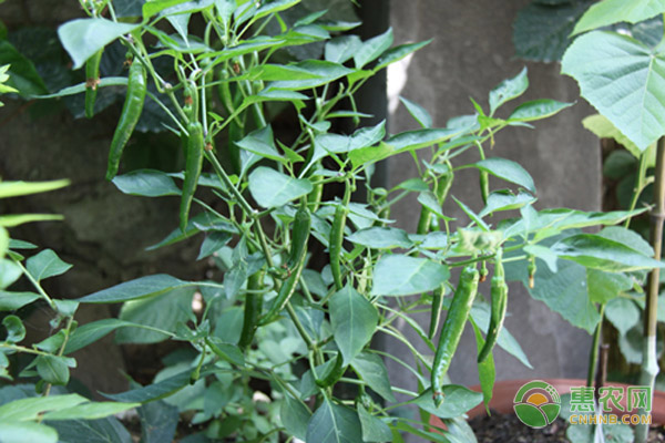 最新無土蔬菜種植方法-圖片版權(quán)歸惠農(nóng)網(wǎng)所有