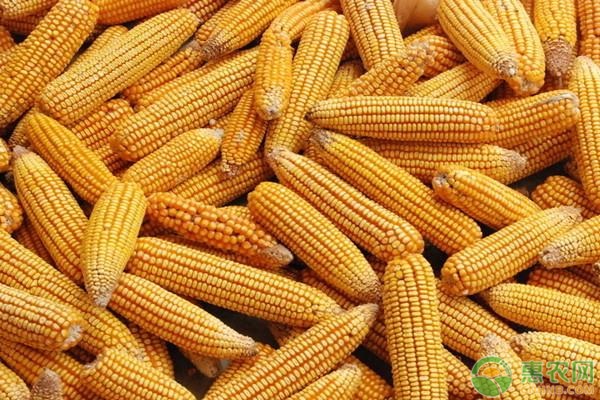 今日玉米价格多少钱一斤？2020年9月10日全国玉米价格最新行情分析