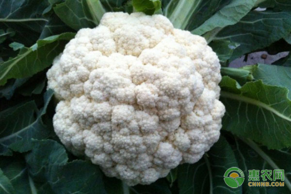 最新無土蔬菜種植方法-圖片版權(quán)歸惠農(nóng)網(wǎng)所有