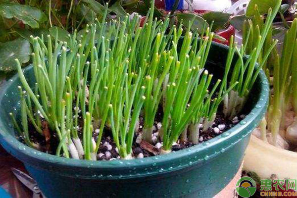 小蔥什么品種好？怎么種植管理？-圖片版權(quán)歸惠農(nóng)網(wǎng)所有