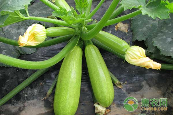 西葫蘆授粉用什么藥好？-圖片版權(quán)歸惠農(nóng)網(wǎng)所有