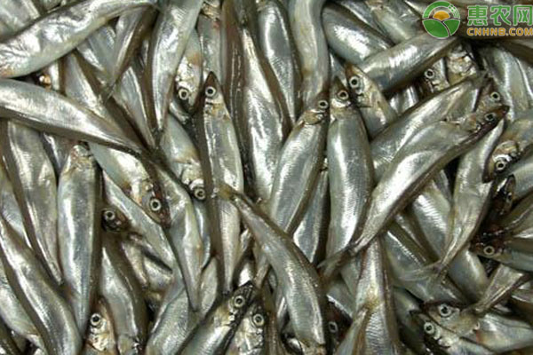 水產(chǎn)養(yǎng)殖：魚生長(zhǎng)過(guò)程中的注意事項(xiàng)-圖片版權(quán)歸惠農(nóng)網(wǎng)所有