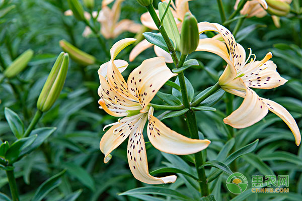 百合花一年开几次 花期是什么时候 农技学堂 惠农网