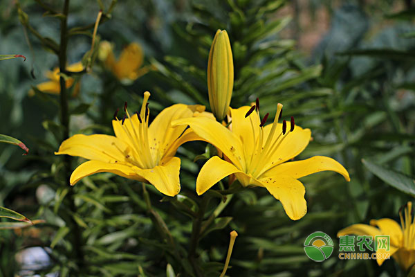 百合花一年开几次？花期是什么时候？-图片版权归惠农网所有