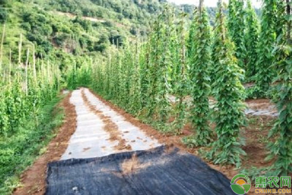 山藥的種植方法和時間-圖片版權(quán)歸惠農(nóng)網(wǎng)所有
