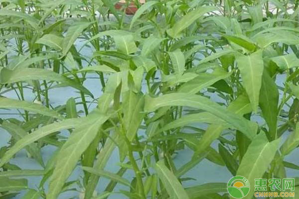 空心菜怎么種？有哪些管理要點(diǎn)？-圖片版權(quán)歸惠農(nóng)網(wǎng)所有