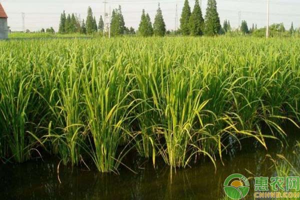 茭白的種植條件有哪些？-圖片版權(quán)歸惠農(nóng)網(wǎng)所有