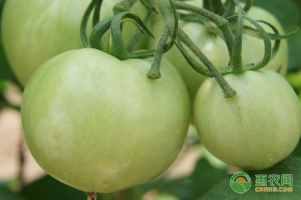 種植課堂：西紅柿一塊紅一塊綠該怎么辦？-圖片版權(quán)歸惠農(nóng)網(wǎng)所有