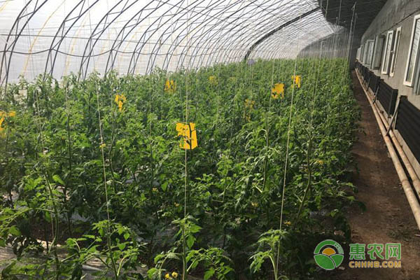 西红柿种植方法和时间-图片版权归惠农网所有
