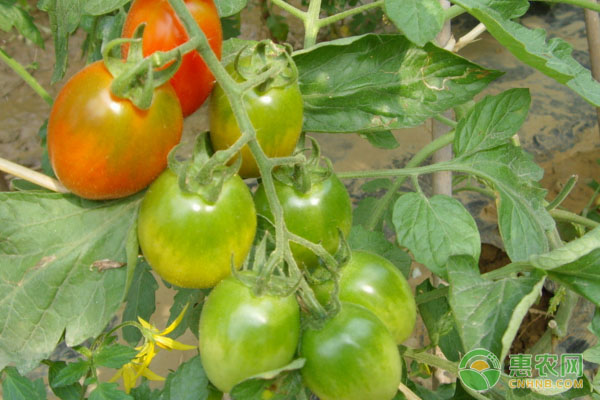 種植課堂：西紅柿一塊紅一塊綠該怎么辦？-圖片版權(quán)歸惠農(nóng)網(wǎng)所有