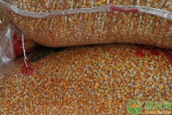 今天的玉米价格小麦价格是多少？（附后期行情）