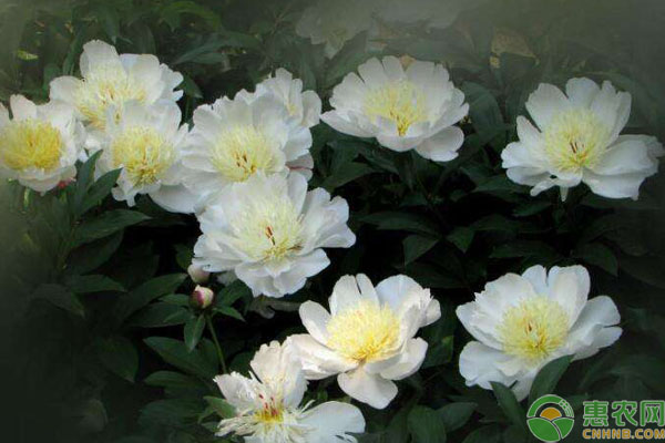 白芍種植幾年可以采收？畝產(chǎn)量多少？-圖片版權(quán)歸惠農(nóng)網(wǎng)所有