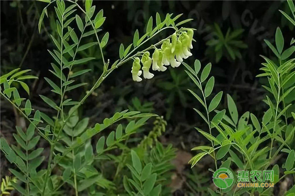 苦參種植幾年能收獲？-圖片版權(quán)歸惠農(nóng)網(wǎng)所有