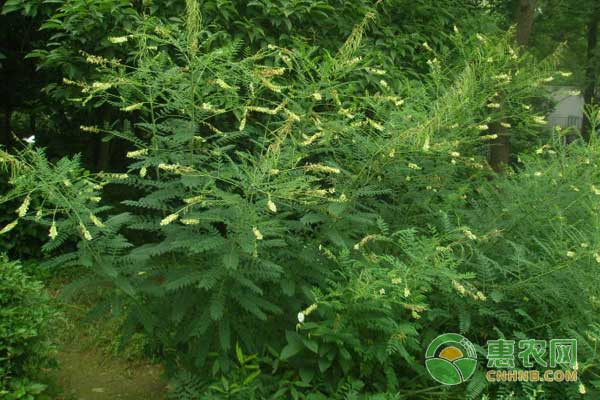 苦參種植幾年能收獲？-圖片版權(quán)歸惠農(nóng)網(wǎng)所有