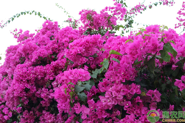 三角梅怎么養(yǎng)才開花好？這7點要注意！-圖片版權(quán)歸惠農(nóng)網(wǎng)所有