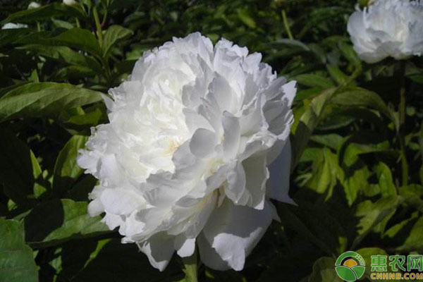 白芍種植幾年可以采收？畝產(chǎn)量多少？-圖片版權(quán)歸惠農(nóng)網(wǎng)所有
