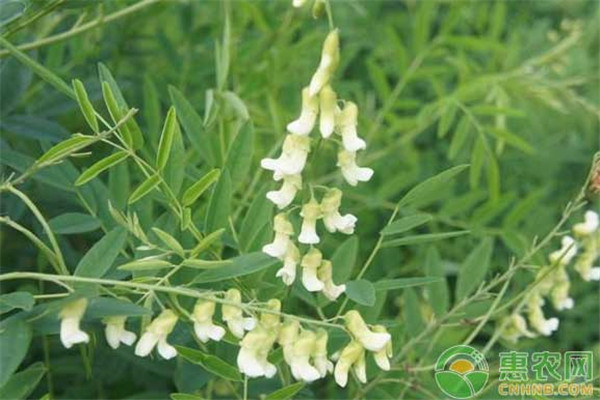 苦參種植幾年能收獲？-圖片版權(quán)歸惠農(nóng)網(wǎng)所有