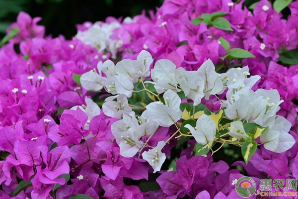 三角梅怎么養(yǎng)才開花好？這7點要注意！-圖片版權(quán)歸惠農(nóng)網(wǎng)所有