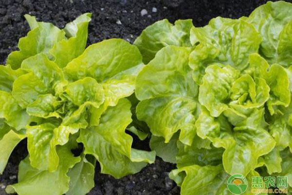 生菜的種植時間和方法-圖片版權(quán)歸惠農(nóng)網(wǎng)所有