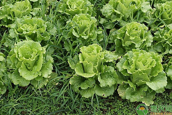 生菜的種植時間和方法-圖片版權(quán)歸惠農(nóng)網(wǎng)所有