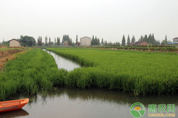 稻田養(yǎng)蝦技術(shù)五要點(diǎn)-圖片版權(quán)歸惠農(nóng)網(wǎng)所有