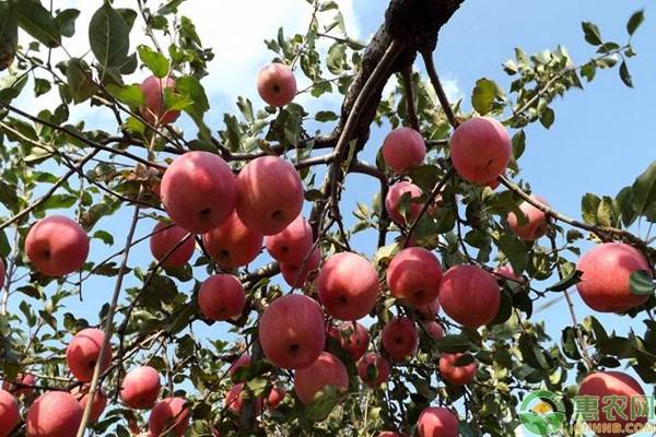 最好的苹果树新品种有哪些？