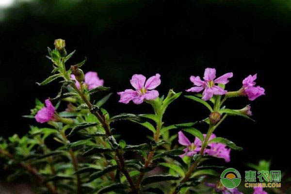 细叶雪茄花的养殖方法及注意事项-图片版权归惠农网所有