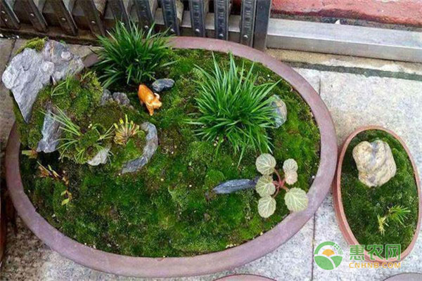 苔蘚盆景的制作方法是怎樣的？-圖片版權(quán)歸惠農(nóng)網(wǎng)所有