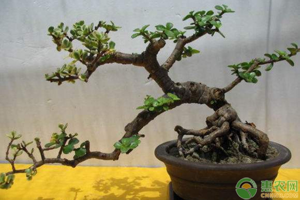 金枝玉葉盆栽可以在臥室里養(yǎng)嗎？-圖片版權(quán)歸惠農(nóng)網(wǎng)所有
