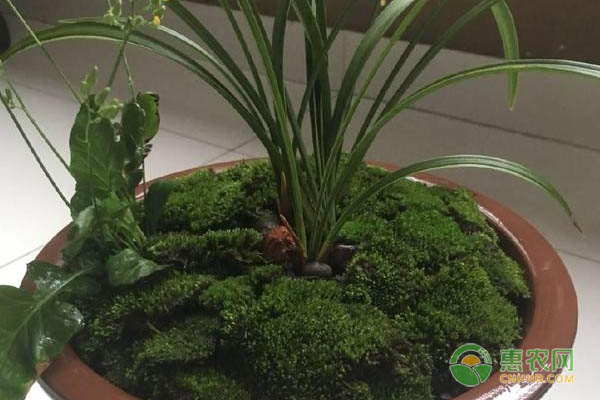 苔蘚盆景的制作方法是怎樣的？-圖片版權(quán)歸惠農(nóng)網(wǎng)所有