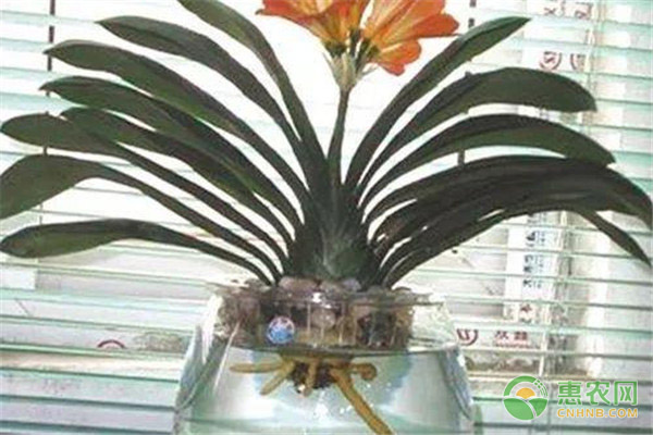 花卉種植：君子蘭如何做好日常養(yǎng)護(hù)工作？-圖片版權(quán)歸惠農(nóng)網(wǎng)所有