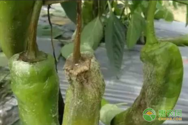 辣椒枯萎病的癥狀、原因及防治方法-圖片版權(quán)歸惠農(nóng)網(wǎng)所有