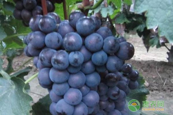 夏黑葡萄膨大劑如何配方？-圖片版權(quán)歸惠農(nóng)網(wǎng)所有