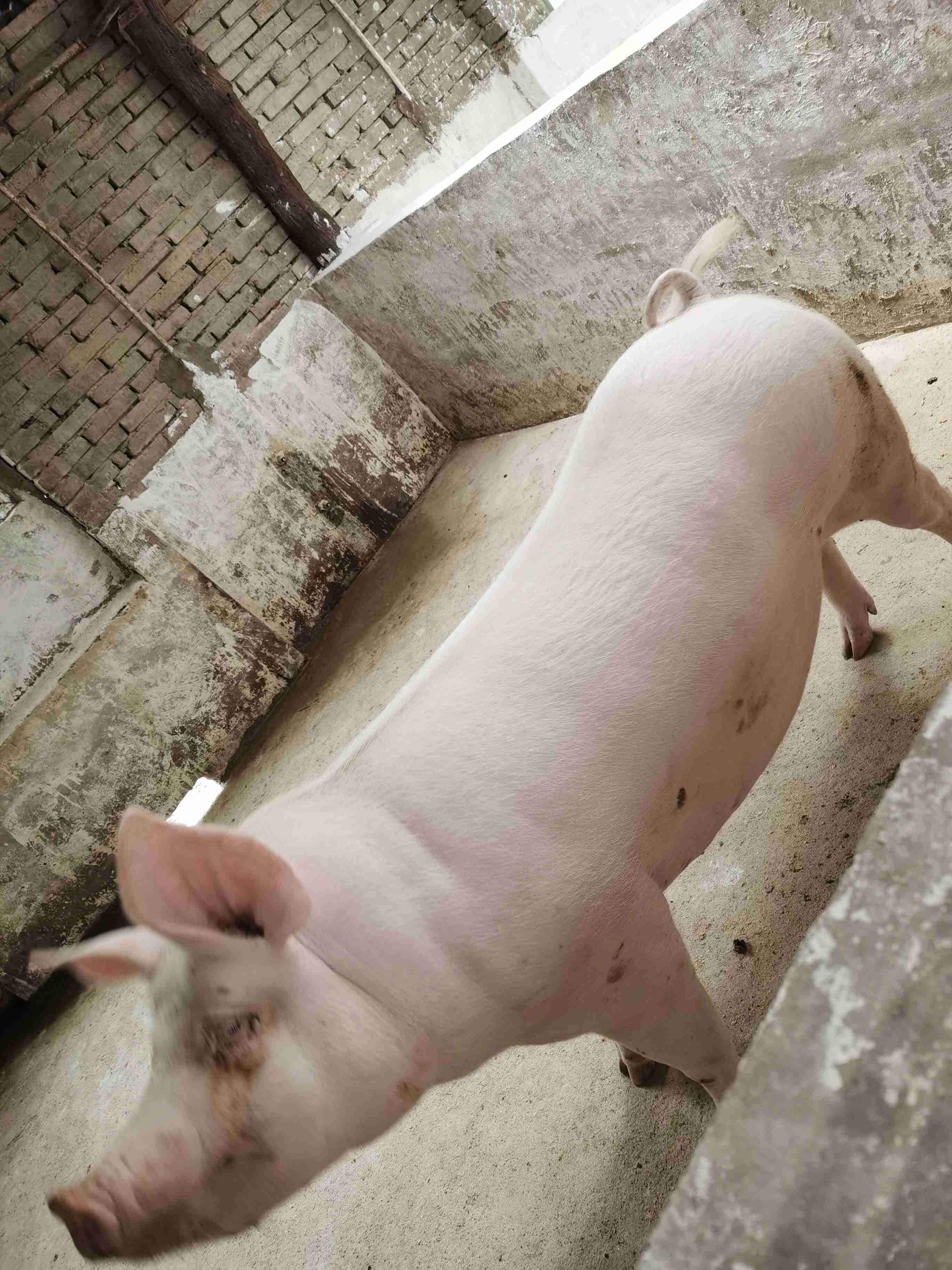 母猪怀孕90天图片图片