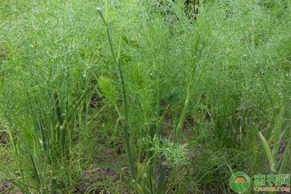 茴香種植時間和方法-圖片版權(quán)歸惠農(nóng)網(wǎng)所有