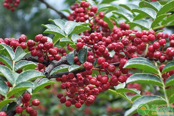 花椒的種植與管理技術(shù)-圖片版權(quán)歸惠農(nóng)網(wǎng)所有