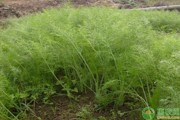 茴香種植時間和方法-圖片版權(quán)歸惠農(nóng)網(wǎng)所有