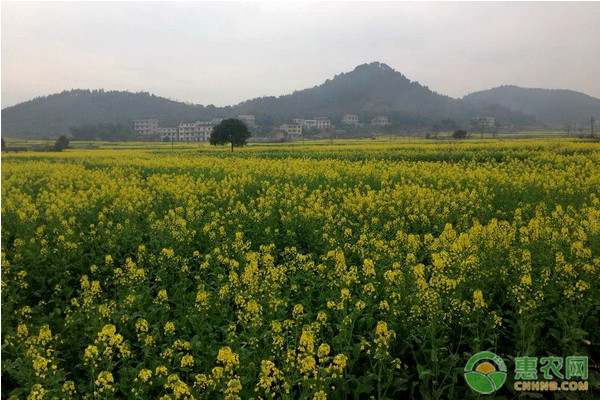 2020—2021年度油菜秋冬種技術指導意見-圖片版權歸惠農網所有