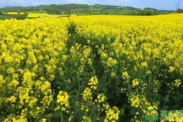 2020—2021年度油菜秋冬種技術指導意見-圖片版權歸惠農網所有