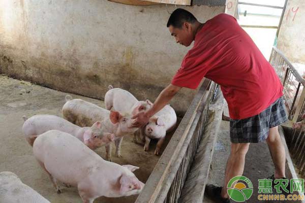 豆腐渣養(yǎng)豬怎么加工最好？-圖片版權(quán)歸惠農(nóng)網(wǎng)所有