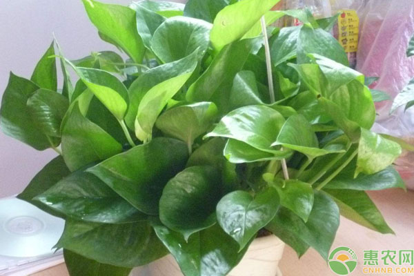 水培綠蘿營養(yǎng)液自制方法-圖片版權(quán)歸惠農(nóng)網(wǎng)所有