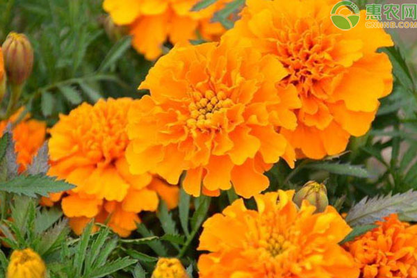 菊花什么時候開花？日常養(yǎng)護需要注意哪些問題？-圖片版權(quán)歸惠農(nóng)網(wǎng)所有
