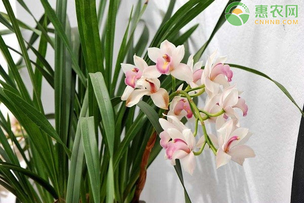 蘭花什么時候開花？日常如何養(yǎng)護？-圖片版權(quán)歸惠農(nóng)網(wǎng)所有