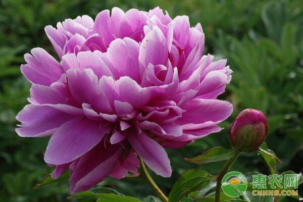 芍藥怎么種植？方法及注意事項？-圖片版權(quán)歸惠農(nóng)網(wǎng)所有