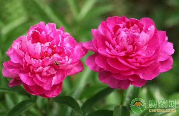 芍藥怎么種植？方法及注意事項？-圖片版權(quán)歸惠農(nóng)網(wǎng)所有