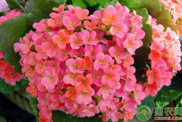 長壽花什么時候扦插？方法怎么做？-圖片版權(quán)歸惠農(nóng)網(wǎng)所有