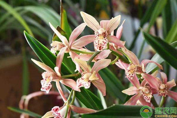 蘭花什么時候開花？日常如何養(yǎng)護？-圖片版權(quán)歸惠農(nóng)網(wǎng)所有
